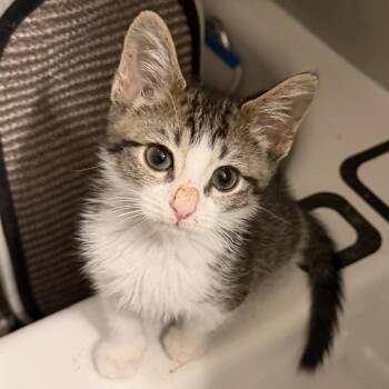 Tito -  Domestic Short Hair Cat for Adoption in Leander, Texas - Tito | PetCurious