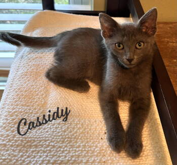 Rescue Russian Blue and Domestic Short Hair Cats for Adoption in Houston, Texas - Cassidy #elegant-beauty | PetCurious