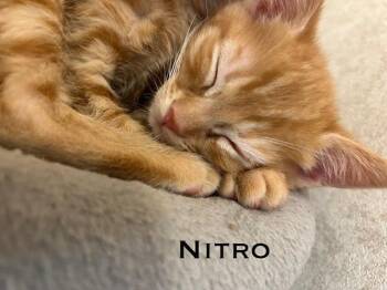 Nitro -  Domestic Short Hair Cat for Adoption in Groveland, Massachusetts - Nitro | PetCurious