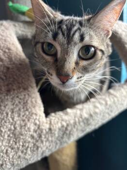 Rescue Domestic Short Hair Cats for Adoption in Fort Lupton, Colorado - Sprouts | PetCurious