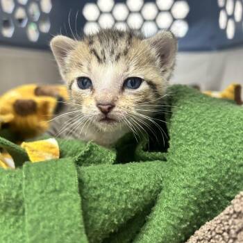Rain -  Domestic Short Hair Cat for Adoption in Huntsville, Alabama - Rain | PetCurious