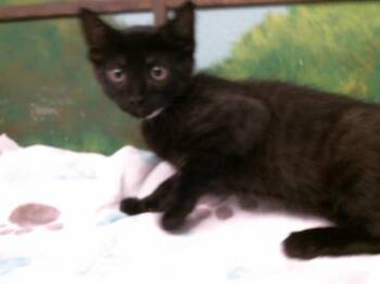 Domestic Short Hair Cats Available for Adoption in Houston, Texas - TYLER | PetCurious