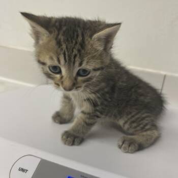 Ola -  Domestic Medium Hair and Domestic Short Hair Cat Available for Adoption in St. Louis, Missouri - Ola | PetCurious
