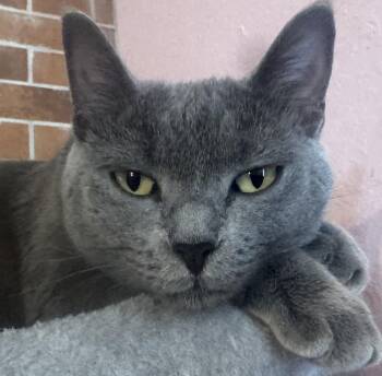 Russian Blue and Domestic Short Hair Cats Available for Adoption - Athena | PetCurious