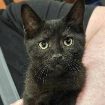 Rescue Domestic Short Hair Cats for Adoption in Fairfax, Virginia - Midnight | PetCurious
