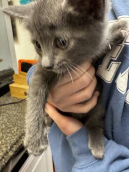 Rescue Domestic Short Hair Cats for Adoption in Marietta, Georgia - Midnights | PetCurious