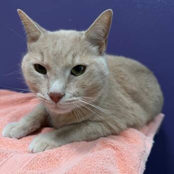 Domestic Short Hair Cats Available for Adoption in Englewood, Florida - SIMBA | PetCurious