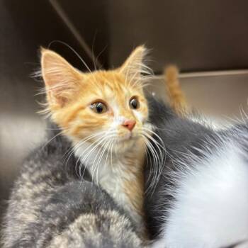 Speedbump -  Domestic Medium Hair Cat for Adoption in Parrish, Alabama - Speedbump | PetCurious