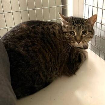 JANE PAWSTEN -  Domestic Short Hair Cat for Adoption in Peoria, Illinois - JANE PAWSTEN | PetCurious
