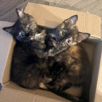 Gouda -  Domestic Short Hair Cat for Adoption in Prairie Du Chien, Wisconsin - Gouda | PetCurious