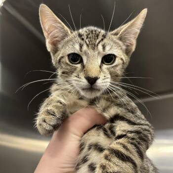 Encyclopedia -  Domestic Short Hair Cat for Adoption - Encyclopedia | PetCurious