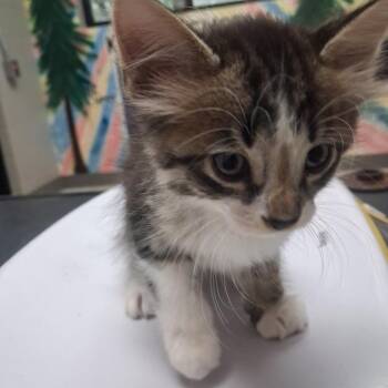 Oak -  Domestic Short Hair Cat for Adoption in Lufkin, Texas - Oak | PetCurious