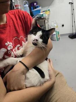 Domestic Short Hair Cats Available for Adoption - Jostle | PetCurious