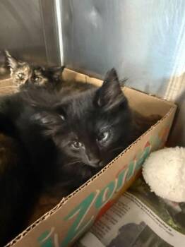 Loki -  Domestic Short Hair Cat for Adoption in Sevierville, Tennessee - Loki | PetCurious