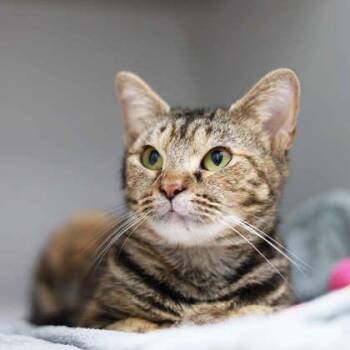 Poison Ivy -  Domestic Short Hair Cat for Adoption in Atlanta, Georgia - Poison Ivy | PetCurious