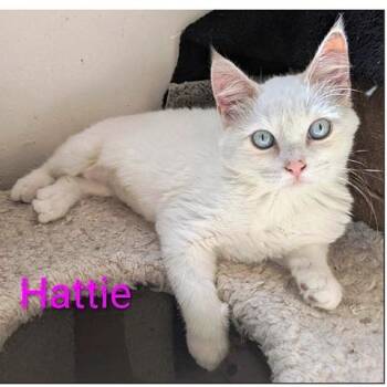 Rescue Siamese Cats for Adoption in Millcreek, Utah - Hattie | PetCurious