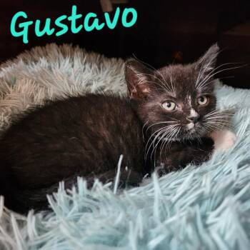 Gustavo -  Domestic Short Hair Cat for Adoption in Corydon, Indiana - Gustavo | PetCurious