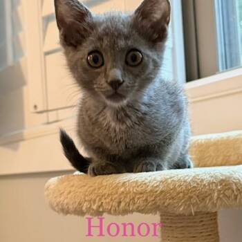 Honor -  Domestic Short Hair Cat for Adoption in Mooresville, North Carolina - Honor | PetCurious