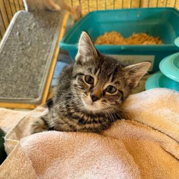 Domestic Short Hair Cats Available for Adoption in Park Falls, Wisconsin - Moonflower | PetCurious