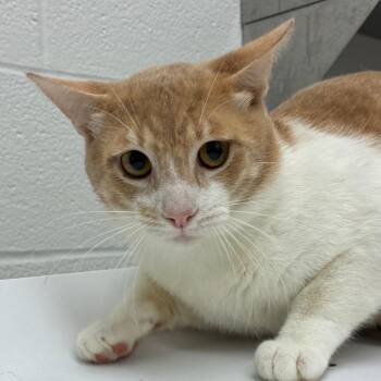 Edelweiss -  Domestic Short Hair Cat for Adoption in Corpus Christi, Texas - Edelweiss | PetCurious