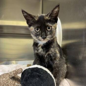 European Starling -  Domestic Short Hair Cat for Adoption in Richmond, Virginia - European Starling | PetCurious