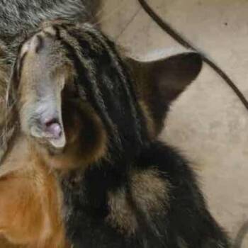 Rescue Domestic Short Hair Cats for Adoption in Rochester, Minnesota - Wilkins Tabby Kitten 2 | PetCurious