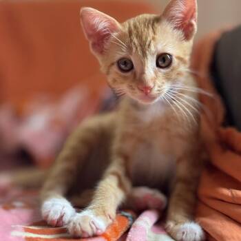 Yamal -  Domestic Short Hair Cat for Adoption in Tustin, California - Yamal | PetCurious