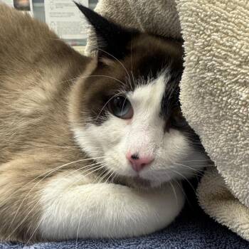 Ollie -  Domestic Short Hair Cat for Adoption in Murray, Utah - Ollie | PetCurious