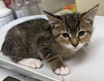 Optimus -  Domestic Short Hair Cat for Adoption in Black Eagle, Montana - Optimus | PetCurious