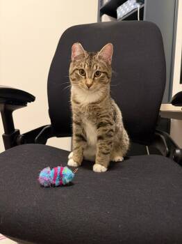 Domestic Short Hair Cats Available for Adoption - Twiggy (and Mack) | PetCurious