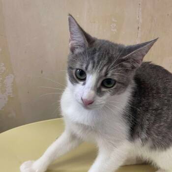 Rescue Domestic Short Hair Cats for Adoption in Hemet, California - Astro | PetCurious