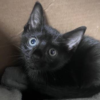 Zack -  Domestic Short Hair Cat for Adoption in Tampa, Florida - Zack | PetCurious
