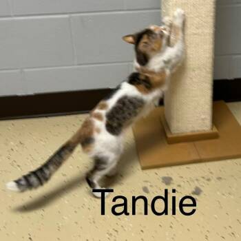 Domestic Short Hair Cats Available for Adoption in Fargo, North Dakota - Tandie | PetCurious
