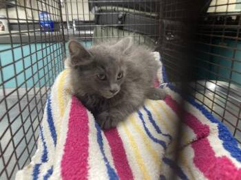 TILAPIA -  Domestic Medium Hair Cat for Adoption in Long Beach, California - TILAPIA | PetCurious