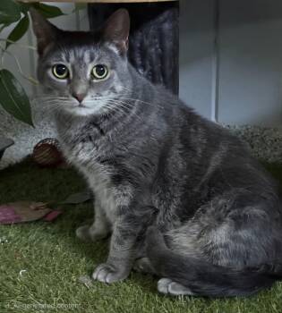 Elle -  Domestic Short Hair Cat for Adoption in Medfield, Massachusetts - Elle | PetCurious