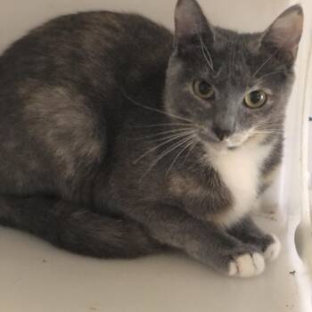Rescue Domestic Short Hair Cats for Adoption in Atoka, Tennessee - Mollie - Shy | PetCurious