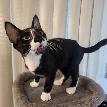 Rescue Domestic Short Hair Cats for Adoption in Los Angeles, California - Dante | PetCurious