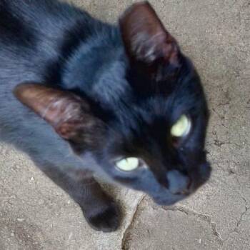 Onyx -  Domestic Short Hair Cat for Adoption in Seven Valleys, Pennsylvania - Onyx | PetCurious