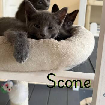 Russian Blue Cats Available for Adoption in Glendale, Arizona - Scone | PetCurious
