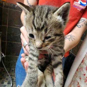 Roo -  Domestic Short Hair Cat for Adoption in Columbus, North Carolina - Roo | PetCurious