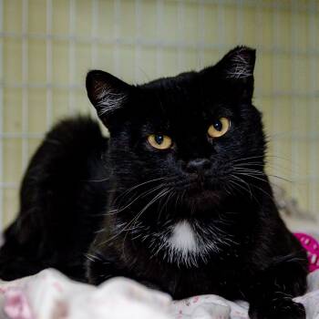 Rescue Domestic Short Hair Cats for Adoption in St. Petersburg, Florida - Seraphina | PetCurious