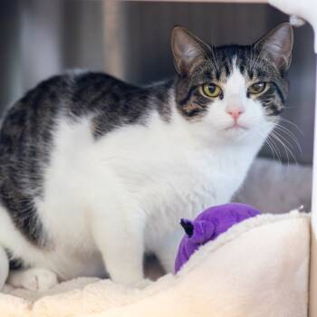 Rescue Domestic Short Hair Cats for Adoption - Chips | PetCurious