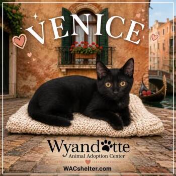 VENICE -  Domestic Short Hair Cat for Adoption in Wyandotte, Michigan - VENICE | PetCurious