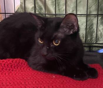 Domestic Short Hair Cats Available for Adoption in Dallas, Texas - Sweet N Low 0467 | PetCurious