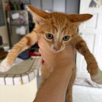 Hey Hey -  Domestic Short Hair Cat for Adoption in Washington, Pennsylvania - Hey Hey | PetCurious