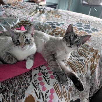 Mufasa aka Safa -  Siamese and Domestic Short Hair Cat for Adoption in Grantsville, Utah - Mufasa Aka Safa | PetCurious
