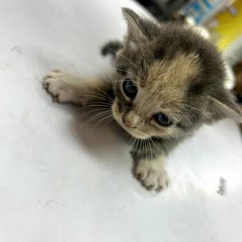 American Shorthair Cats Available for Adoption in Lufkin, Texas - Truffles | PetCurious