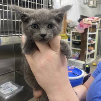 Nova -  Domestic Short Hair Cat for Adoption in Corbin, Kentucky - Nova | PetCurious