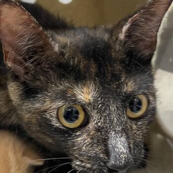 Jolene -  Domestic Short Hair Cat for Adoption in Philadelphia, Pennsylvania - Jolene | PetCurious