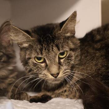 Mystery *bonded to Pooh* -  Domestic Medium Hair Cat for Adoption in Briarcliff Manor, New York - Mystery *bonded To Pooh* | PetCurious